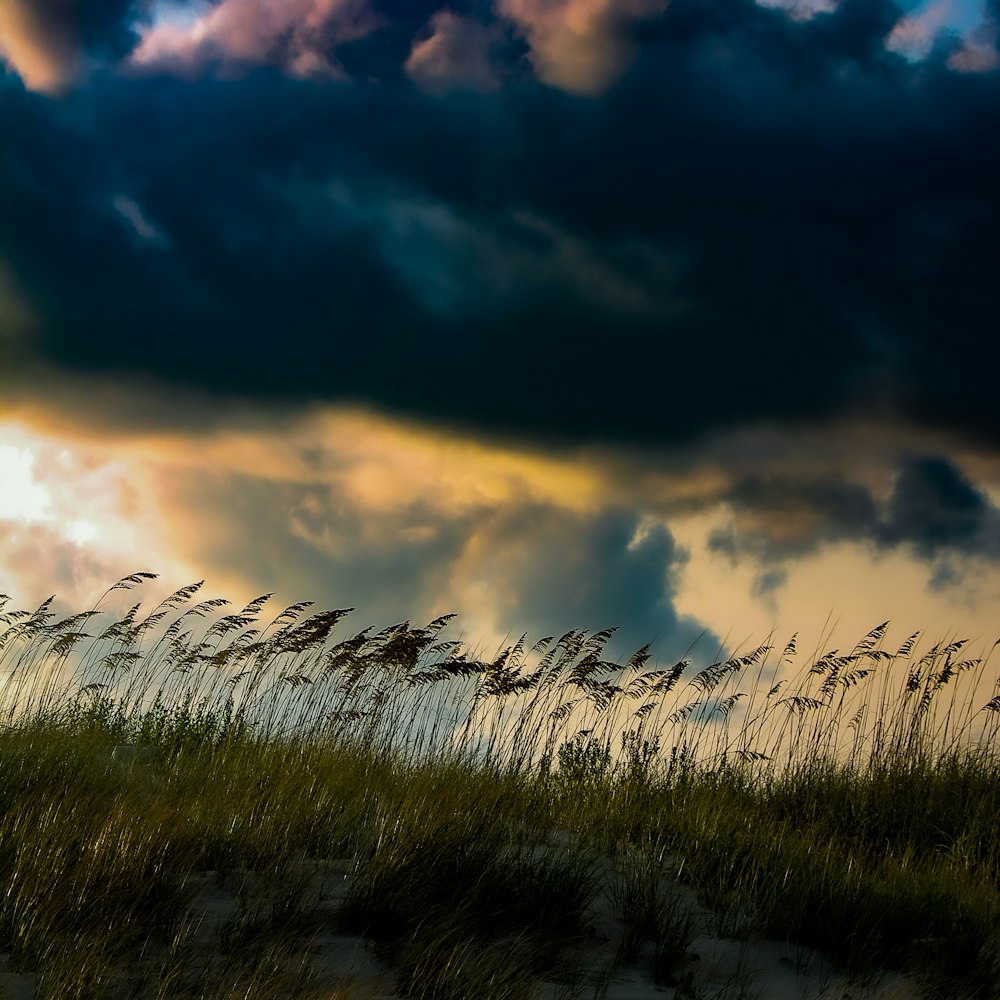 a field with tall grass under a cloudy sky