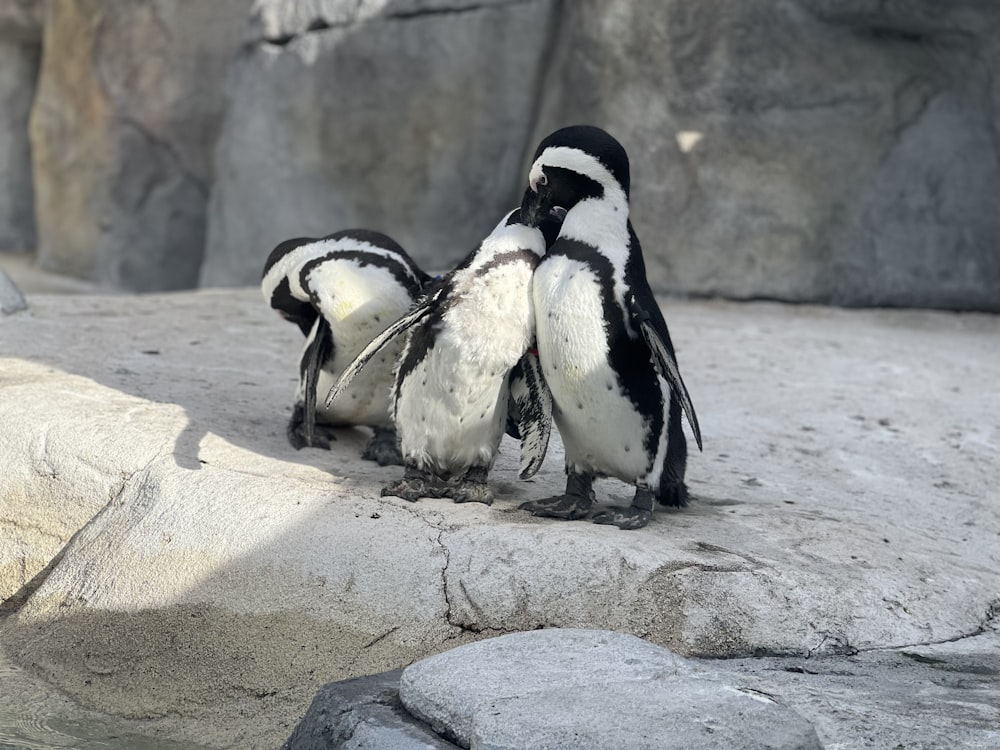 a couple of penguins standing on top of a rock