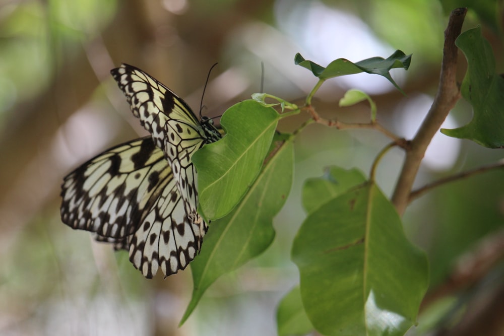 a butterfly that is sitting on a leaf