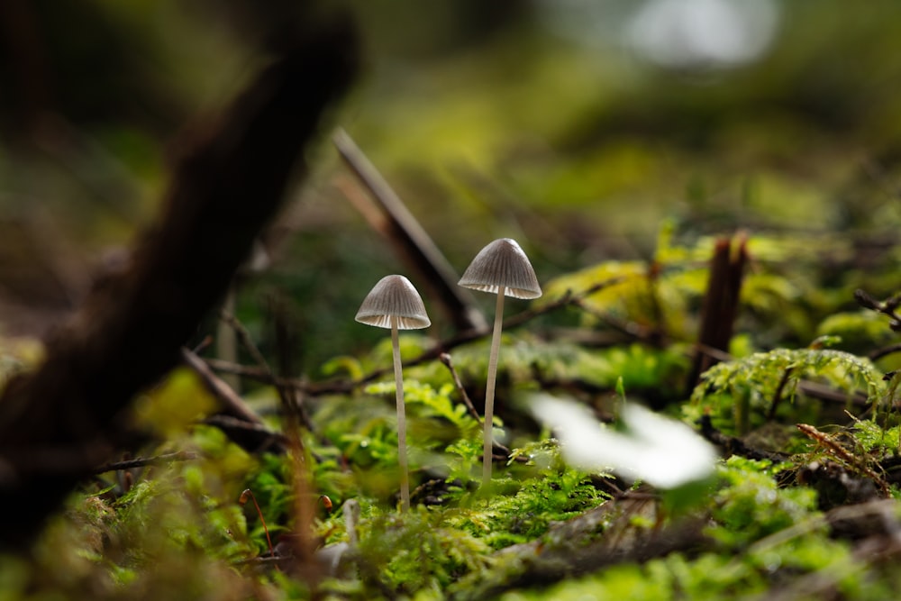 um par de cogumelos que estão na grama