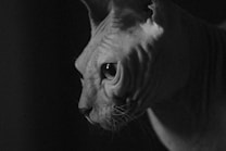 A detailed side profile of a hairless cat, likely a Sphynx, characterized by its wrinkled skin and prominent facial features. The lighting casts shadows that accentuate the texture of the skin, giving the image a dramatic and contemplative feel.