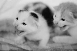 Two playful kittens tangled in a ball of yarn, caught mid-pounce with wide eyes.