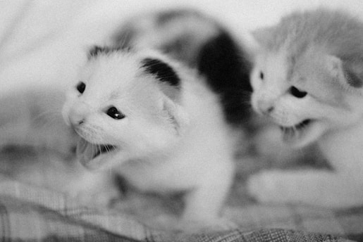 Two young kittens appear in a close-up shot, both with their mouths open, possibly meowing or reacting playfully. The fur is a mix of white and darker patches, creating a striking contrast in the image.
