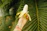 Close-up of a hand holding a crunchy banana chip against a backdrop of fresh banana leaves.