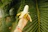 Close-up of a hand holding a crunchy banana chip against a backdrop of fresh banana leaves.