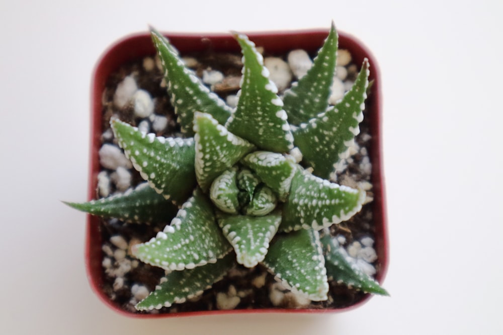 a small green plant in a red pot