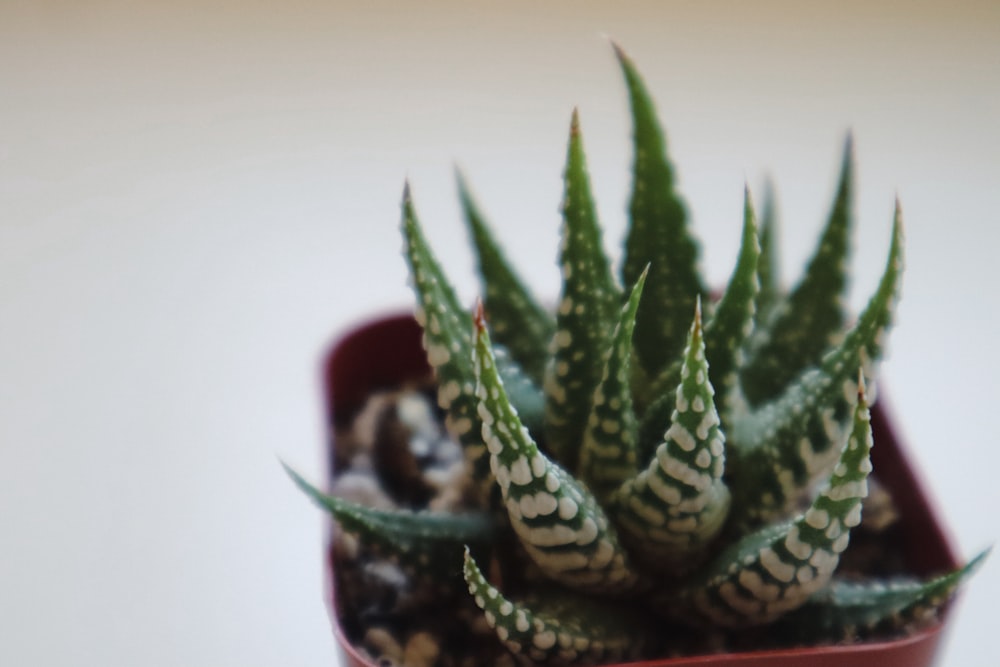 a close up of a small plant in a pot