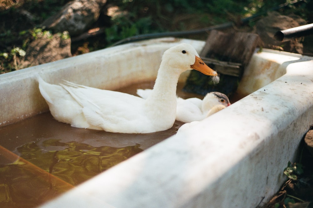 a mother duck and her baby in a tub of water