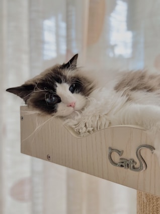 a black and white cat laying on top of a scratching post
