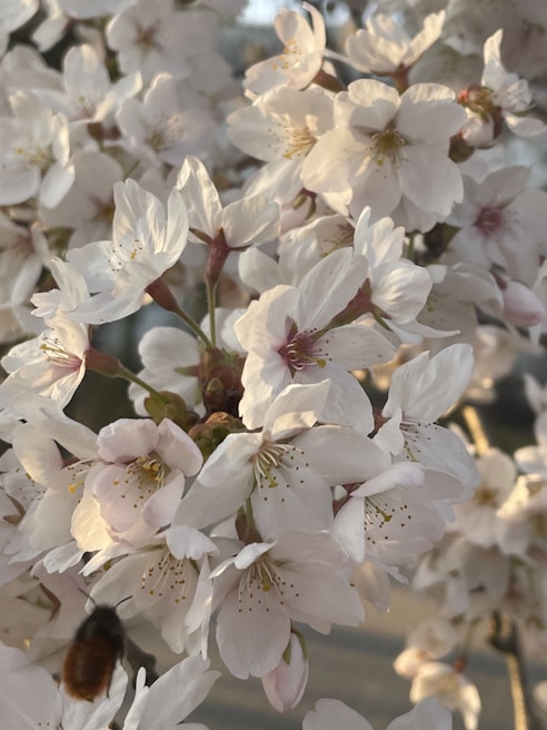 Sunlight filtering through blossoming orchard trees where bees gather nectar amid early spring flowers.