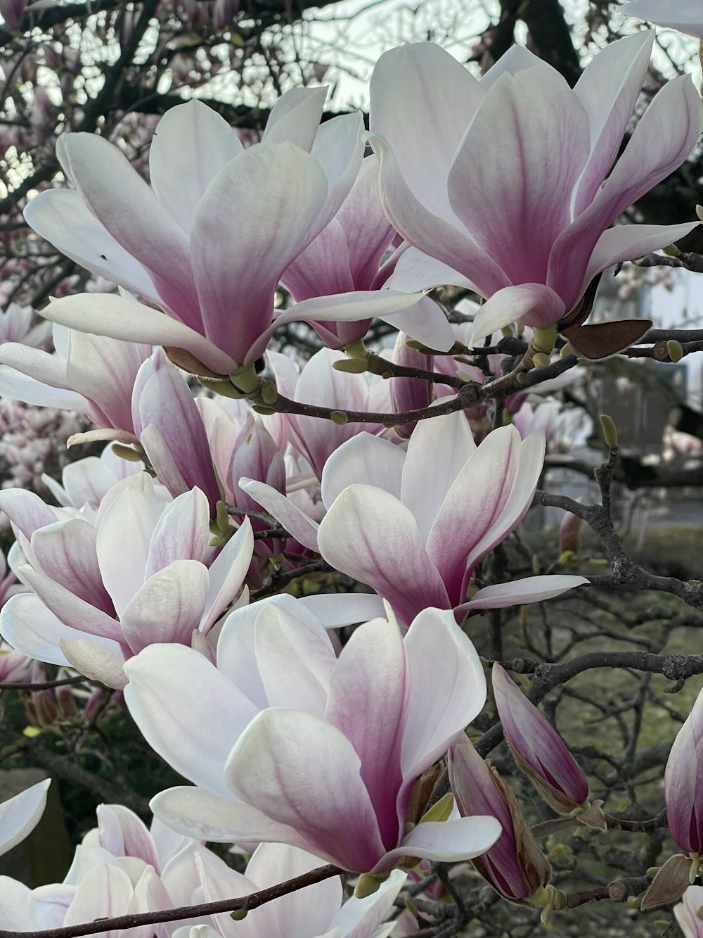 a bunch of flowers that are on a tree