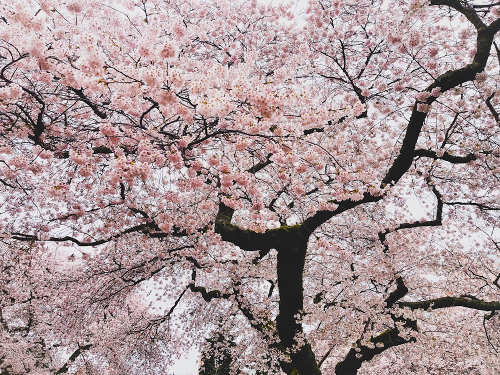 Un gran árbol con muchas flores rosadas