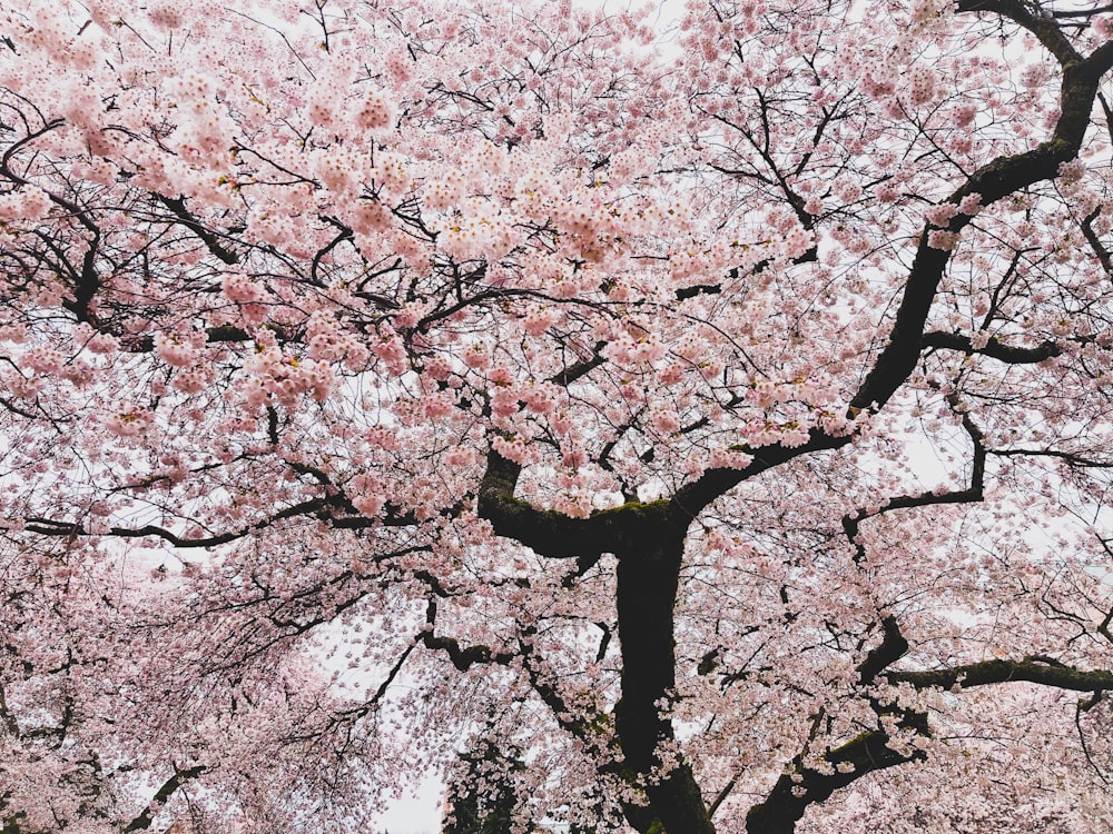 Un grand arbre avec beaucoup de fleurs roses