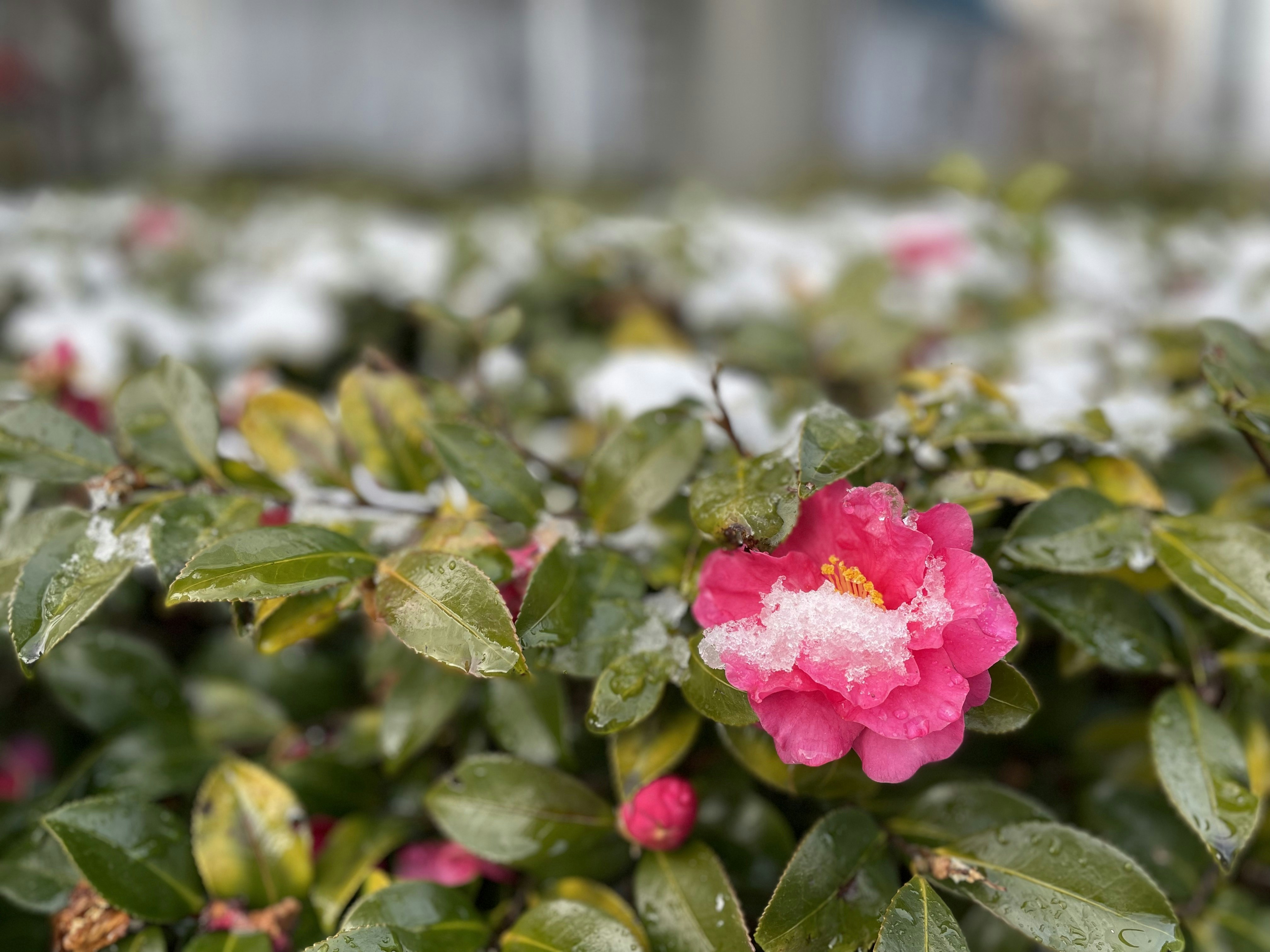 Dãy nhà phố minh họa cho thị trường cho thuê nhà phố tại Nagoya, Nhật Bản