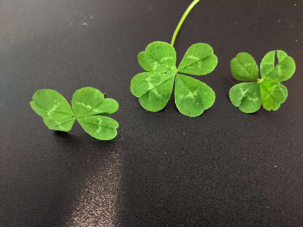 a group of four leaf clovers sitting on a table