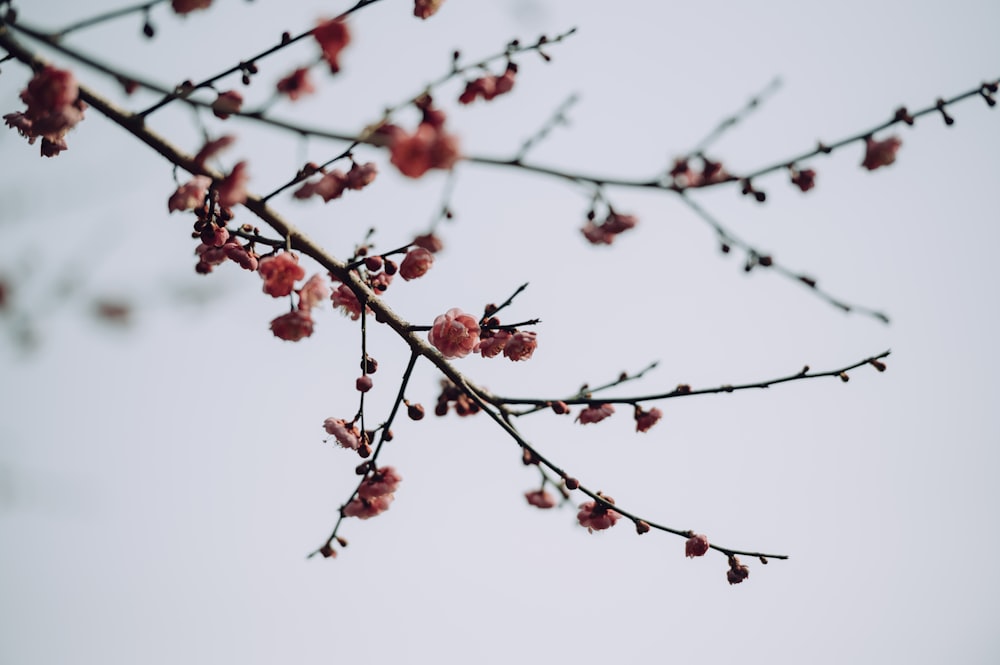 a tree branch with small pink flowers on it