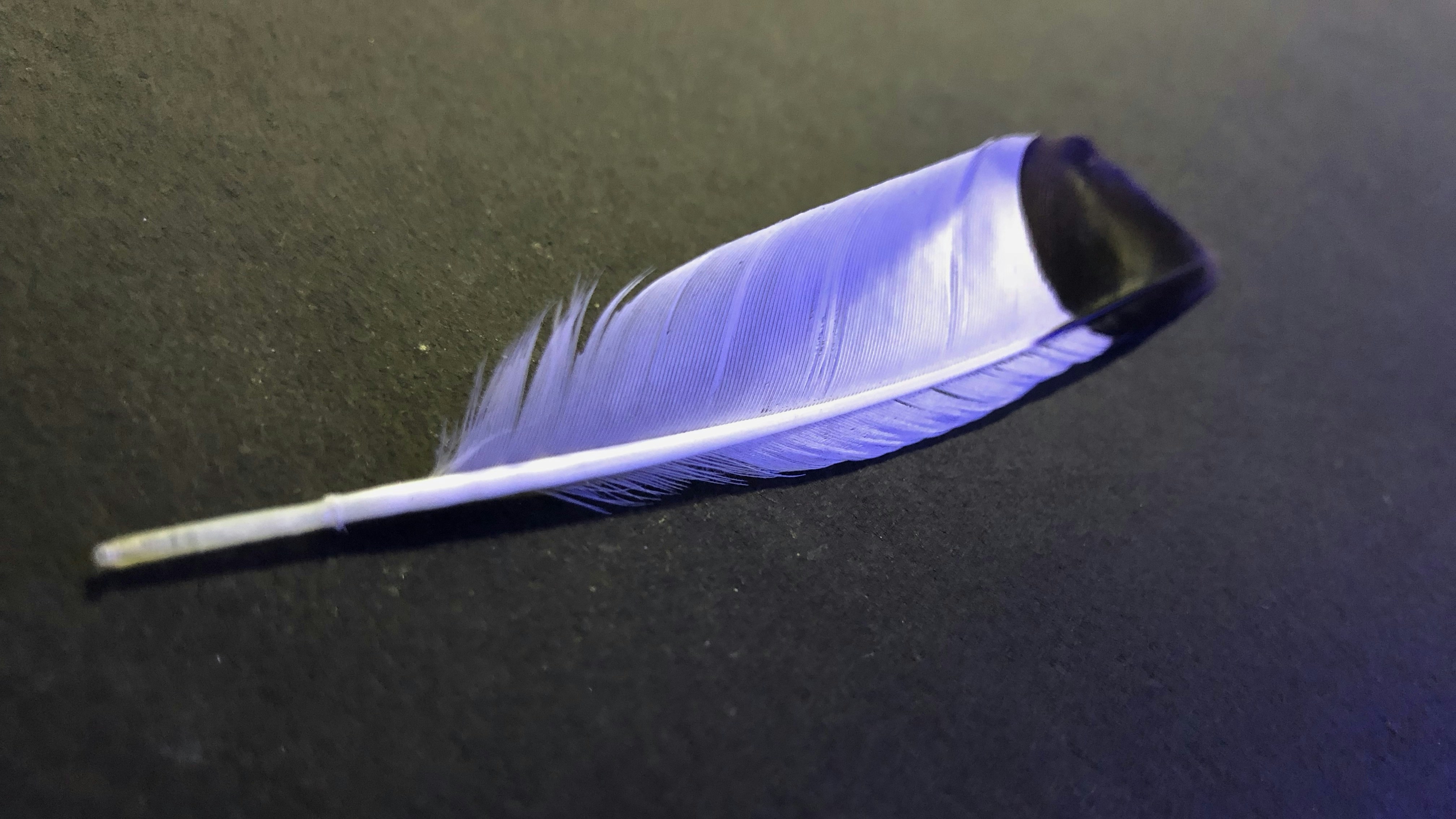 a blue feather resting on a black surface