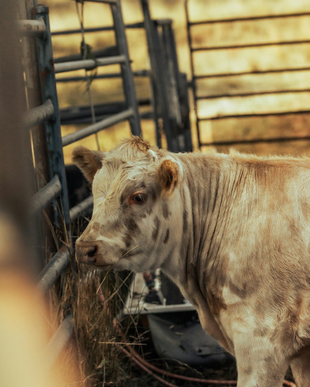 uma vaca marrom de pé ao lado de uma cerca de metal