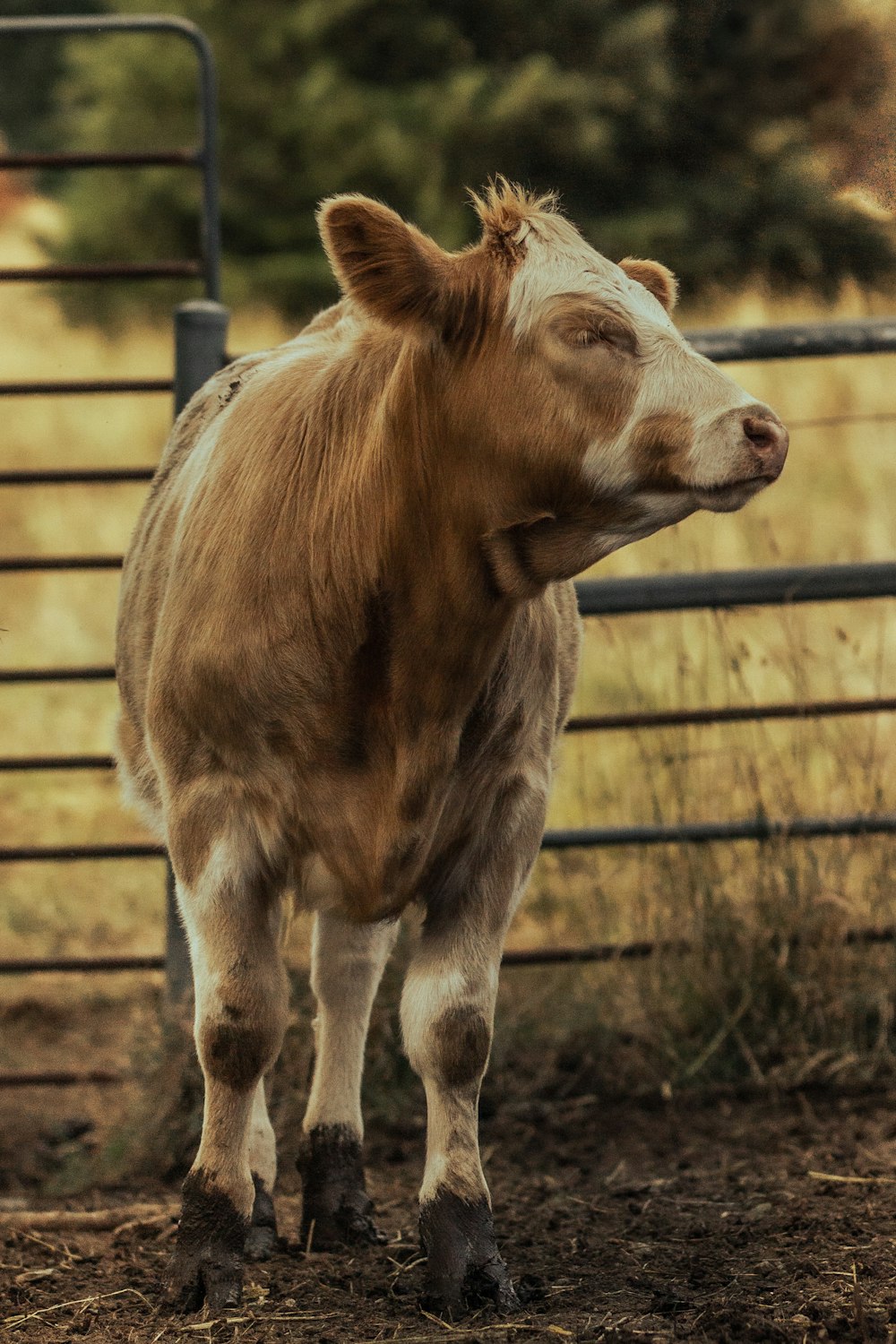 a brown cow standing next to a metal fence