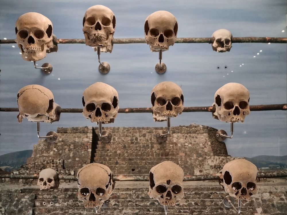 a bunch of skulls that are on a rail