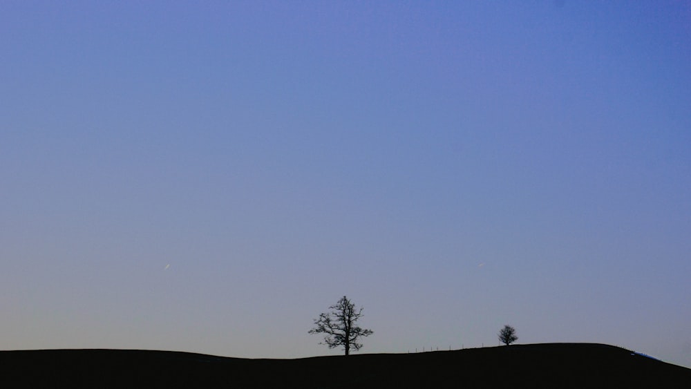 a lone tree is silhouetted against a blue sky