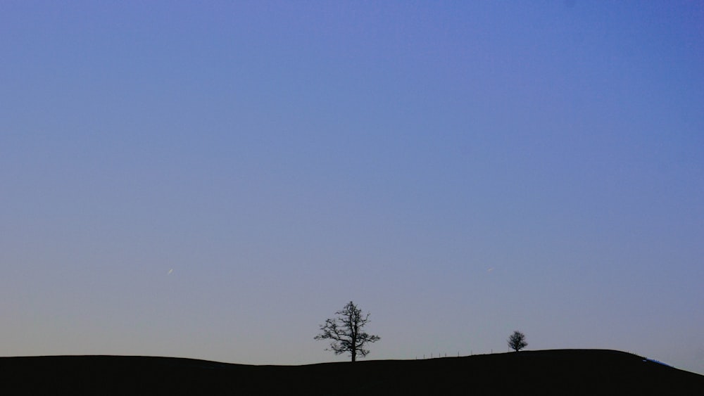 uma árvore solitária é silhuetada contra um céu azul