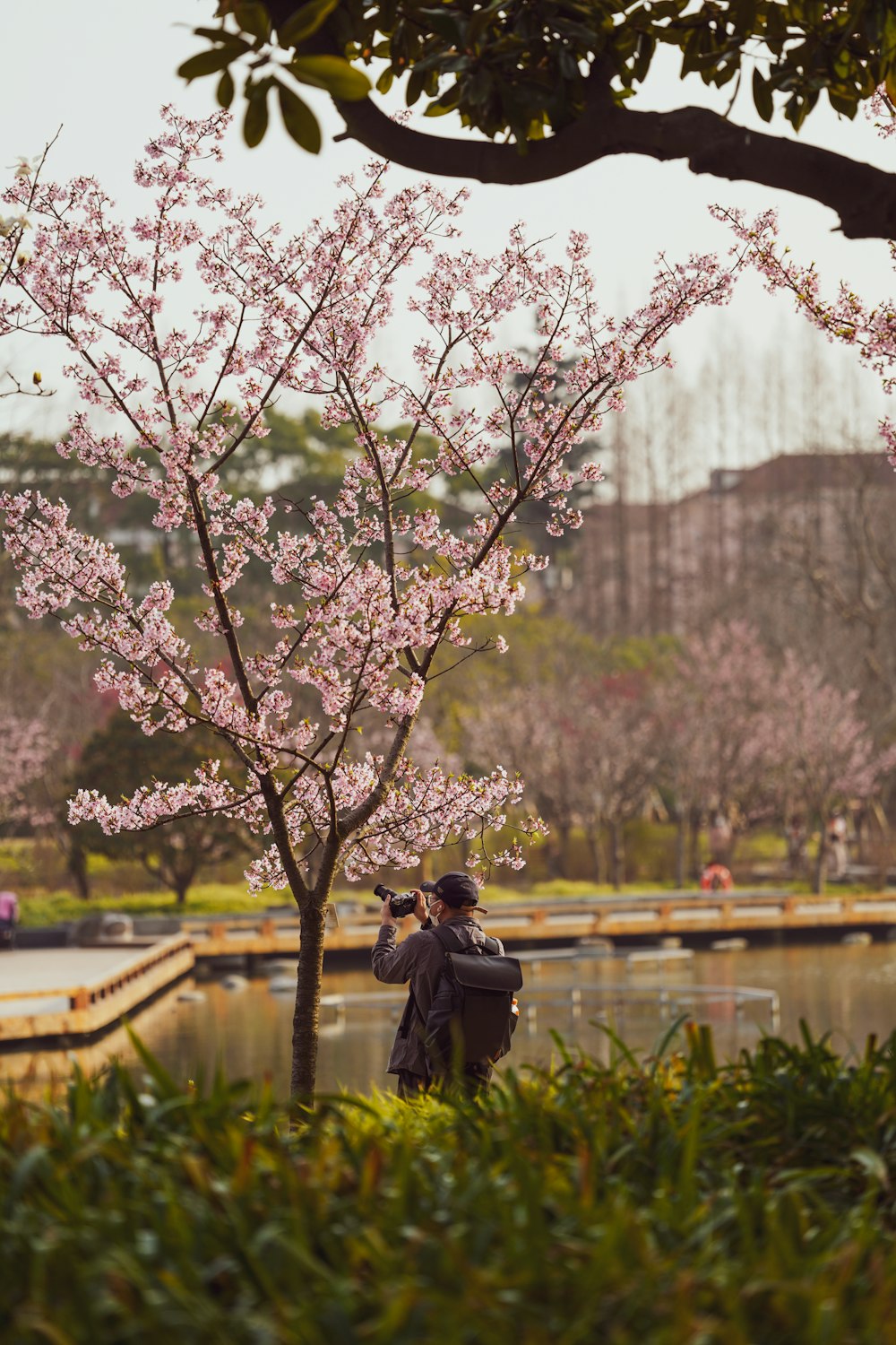 a man is taking a picture of a cherry blossom tree