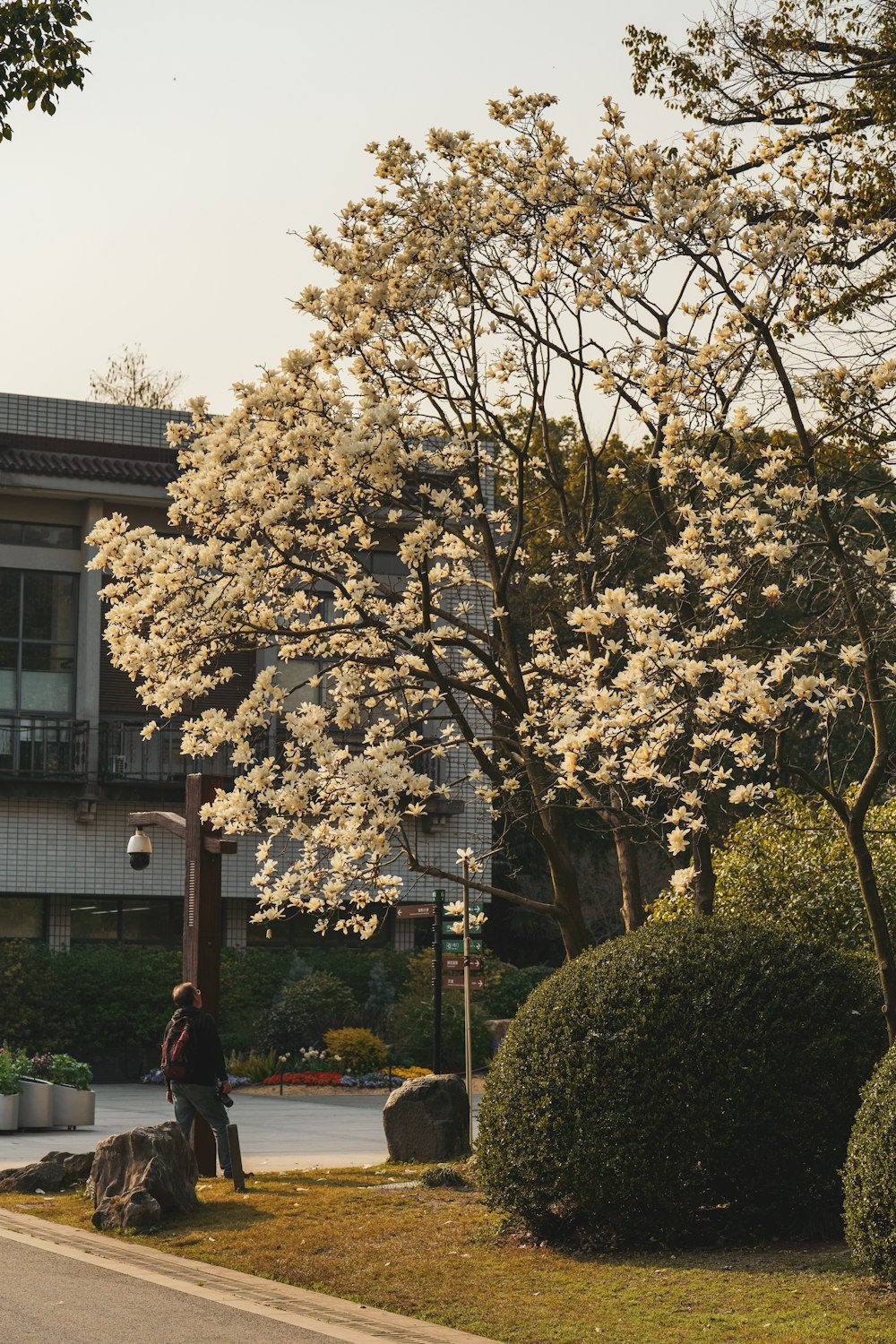 a tree with white flowers in front of a building