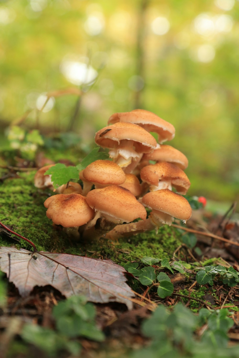 a group of mushrooms sitting on top of a forest floor
