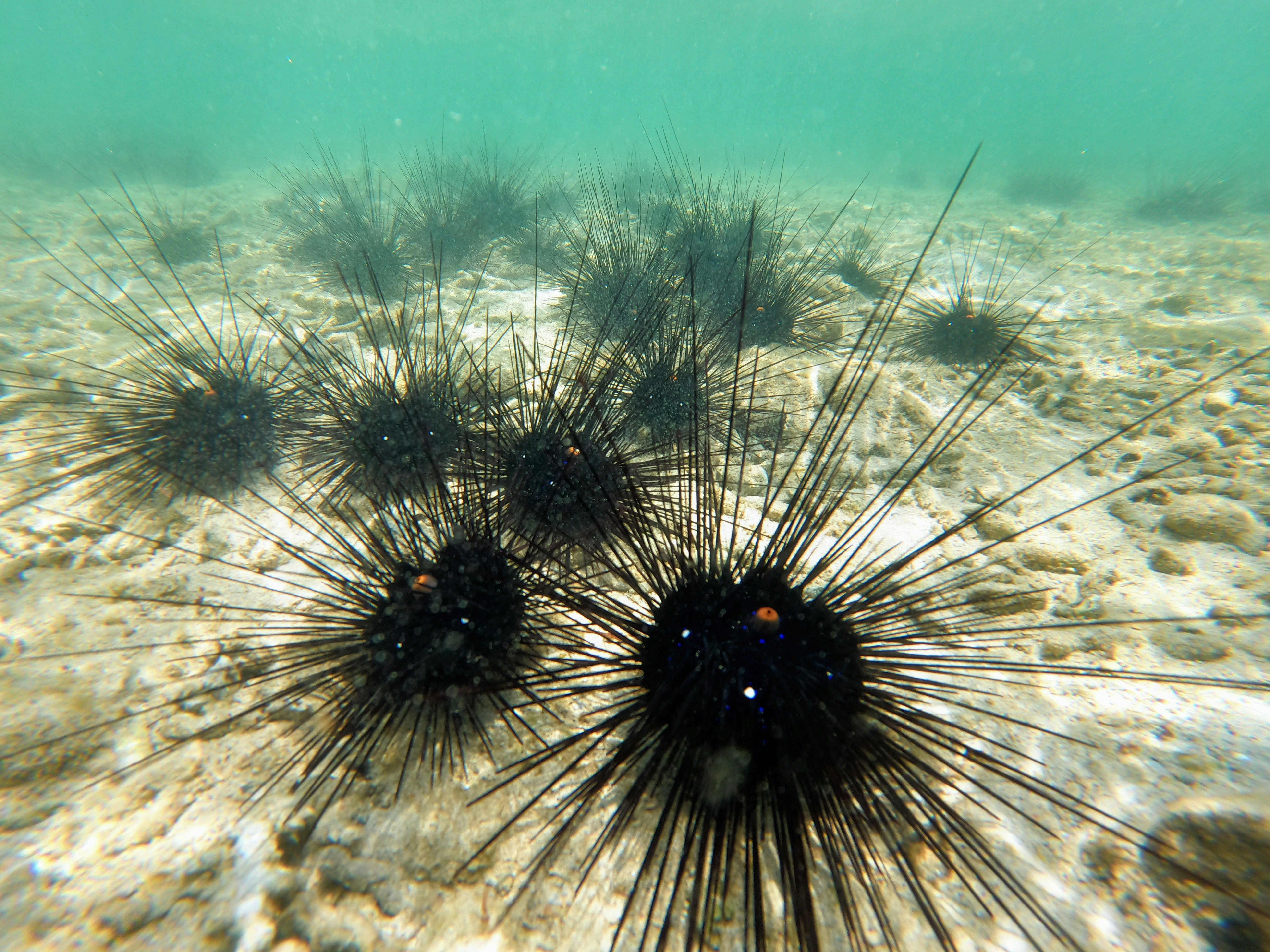 Resilient Sea Urchins Defy Pandemic's Decimation, Adapt to Survive