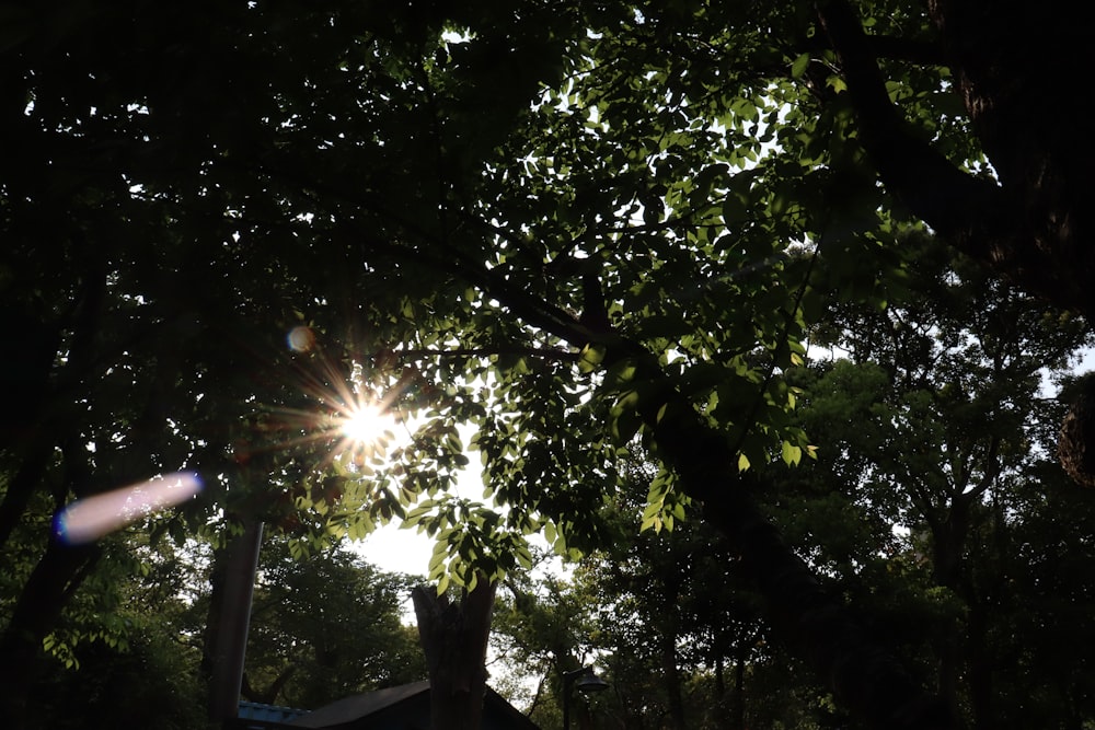 the sun shines through the leaves of a tree