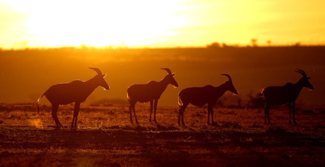 Silhouetted antelopes stand on a savannah as the sun sets in the background, casting a warm glow across the sky. The animals are in various poses, some standing tall while others graze.
