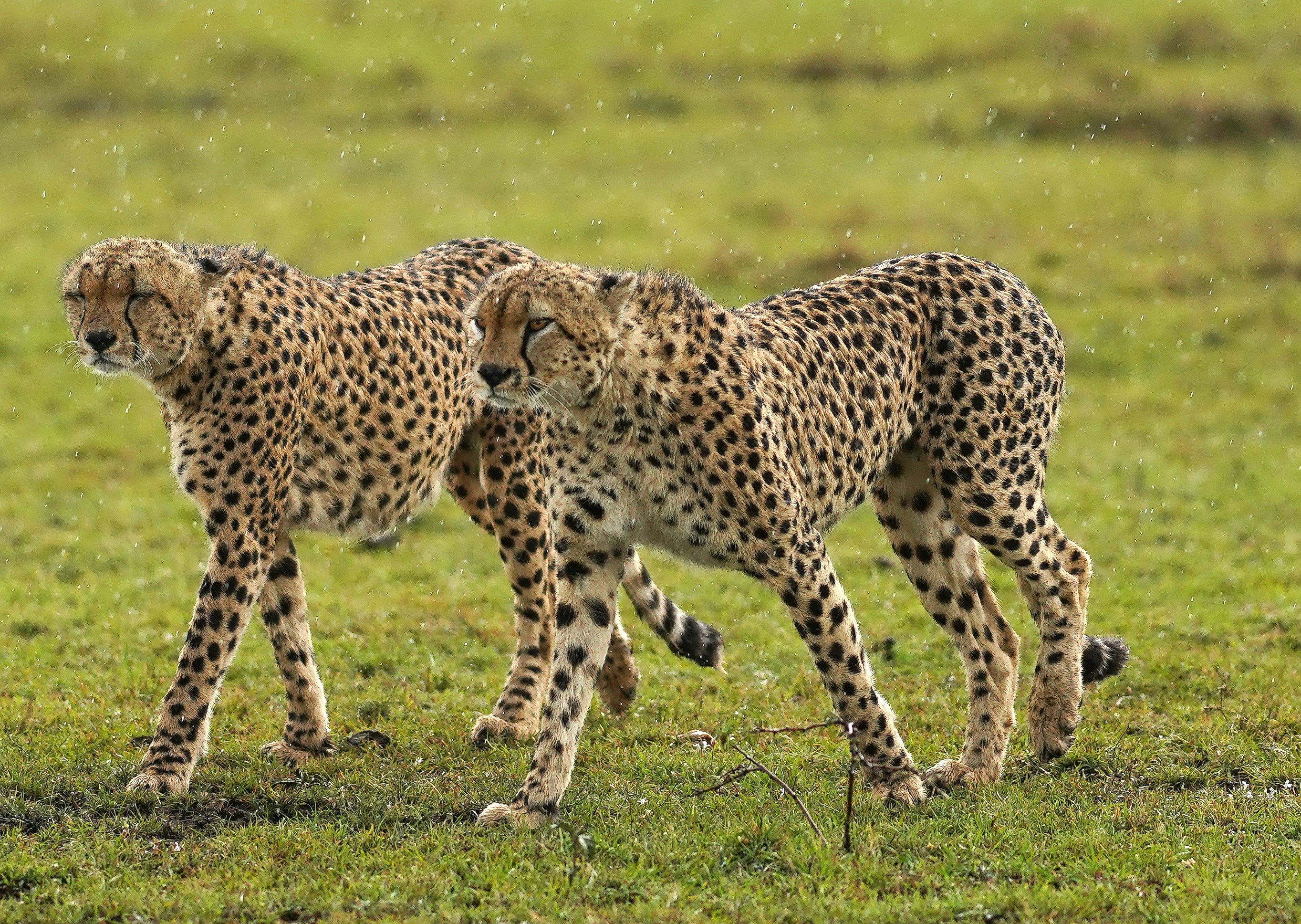 Cheetah Siblings Cuddled Close (image credits: unsplash)