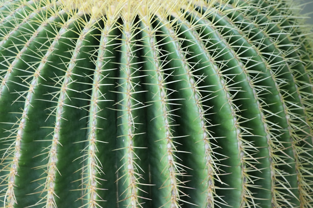 a close up of a large green cactus
