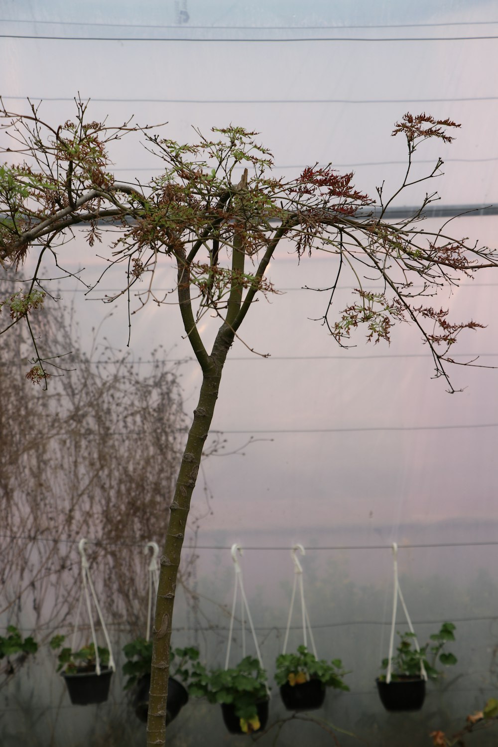 a small tree with several potted plants in it