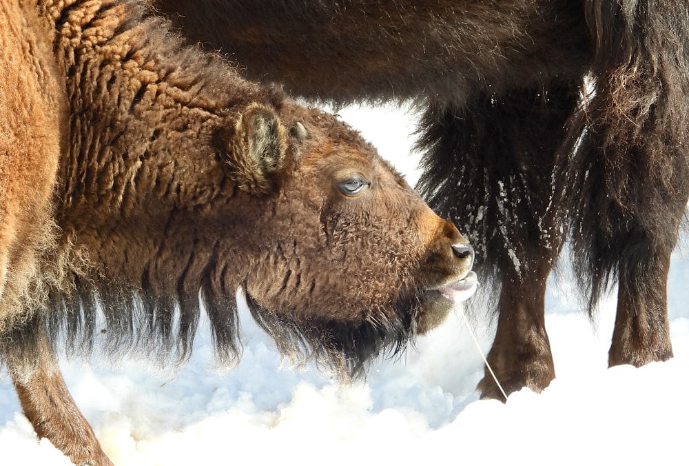 two bison standing next to each other in the snow