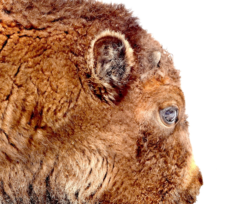 Un primo piano della testa di un bisonte con uno sfondo bianco