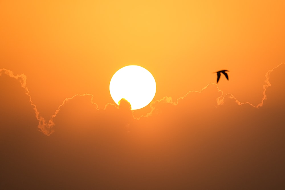 two birds flying in front of a setting sun