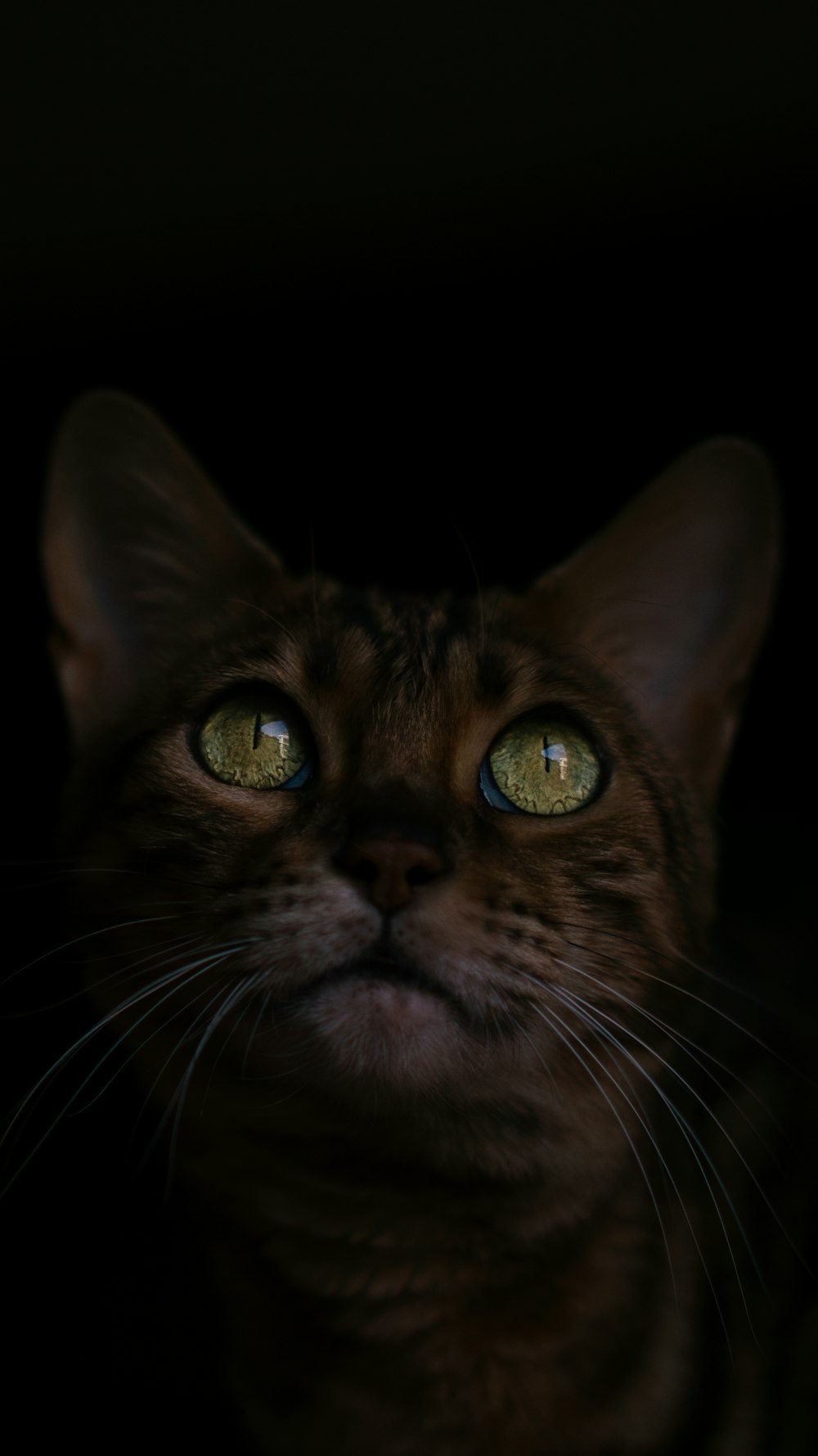 a close up of a cat with green eyes