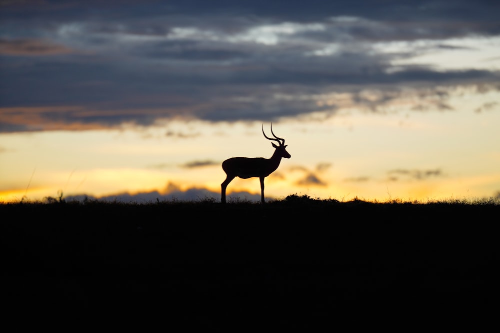 a silhouette of a deer standing on top of a grass covered field