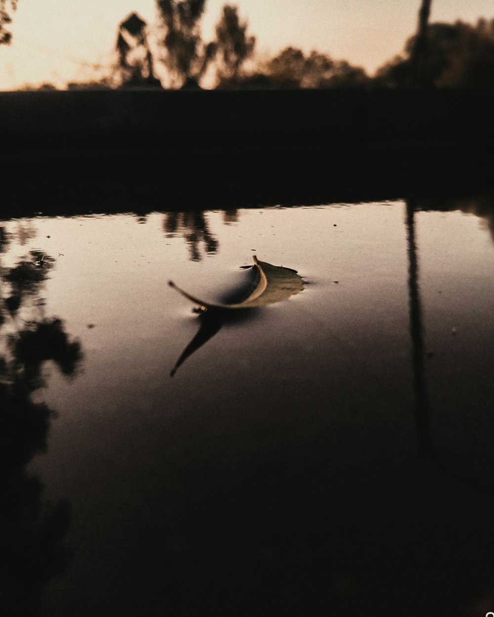 a leaf floating on top of a body of water