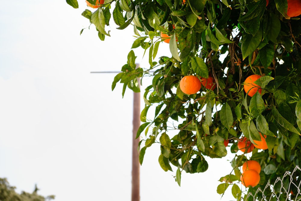 an orange tree with oranges growing on it