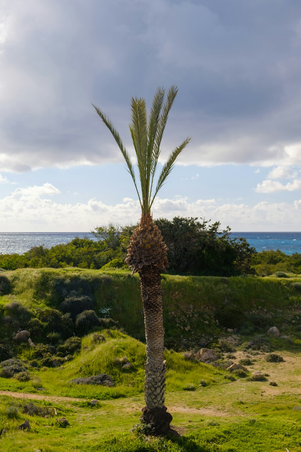 eine Palme mitten auf einem Grasfeld