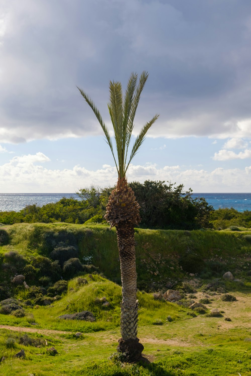 a palm tree in the middle of a grassy field