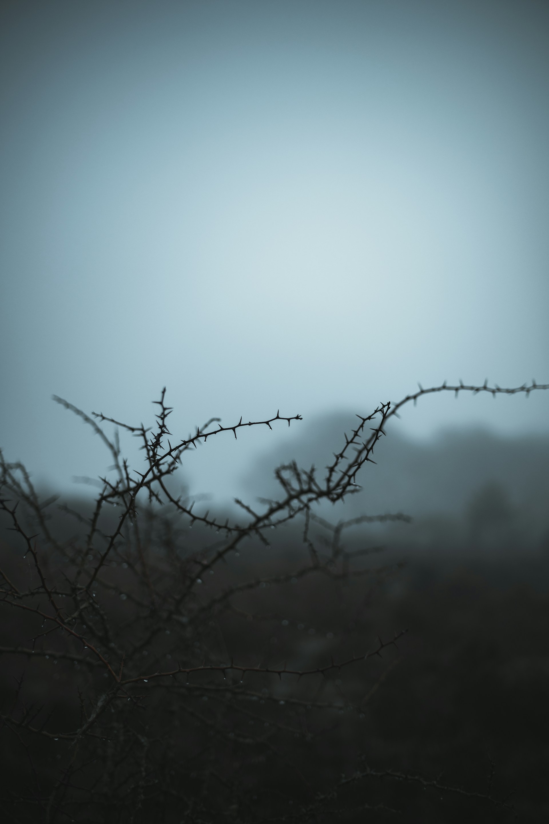 a black and white photo of a tree branch