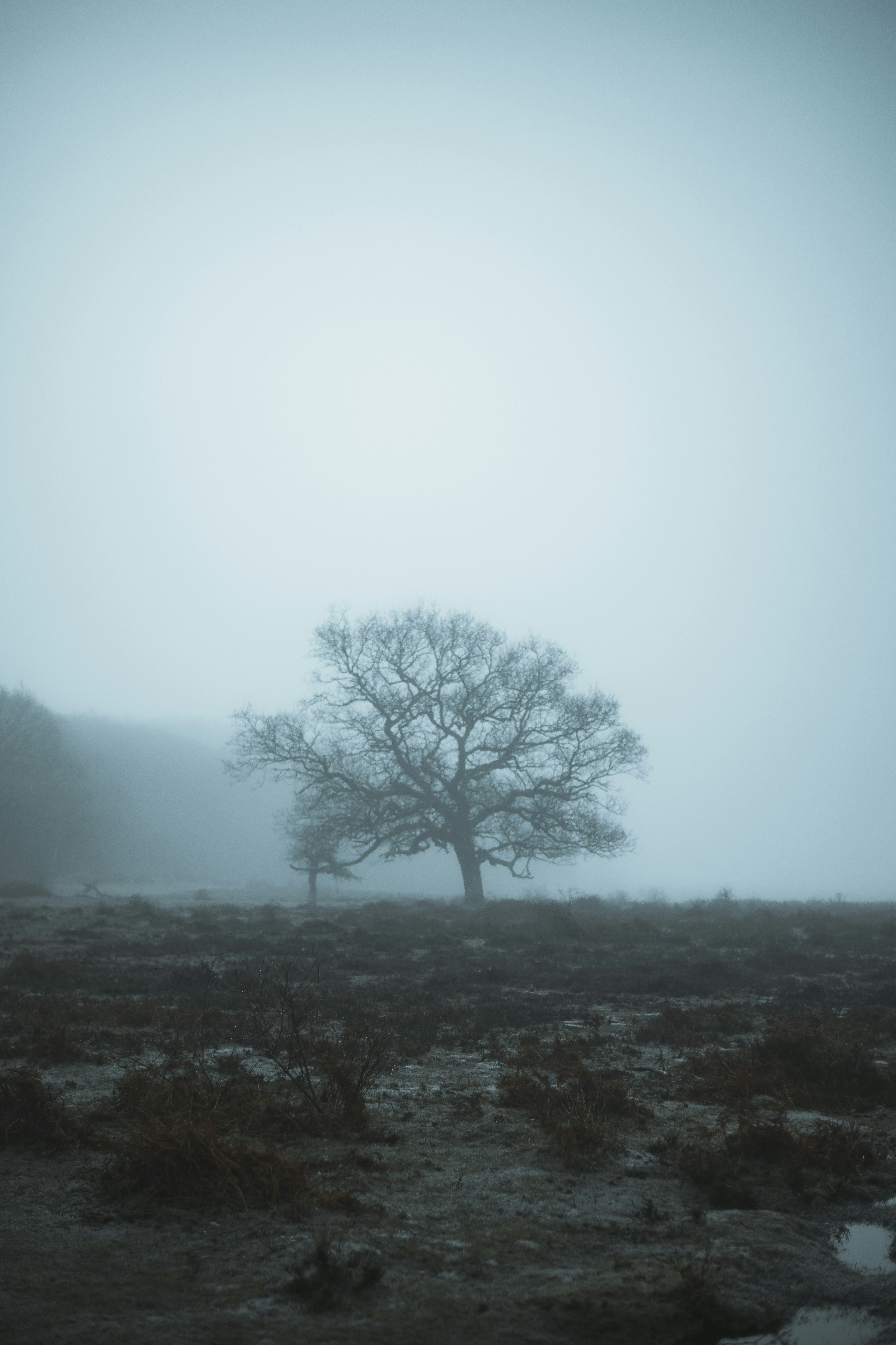 lonelytree