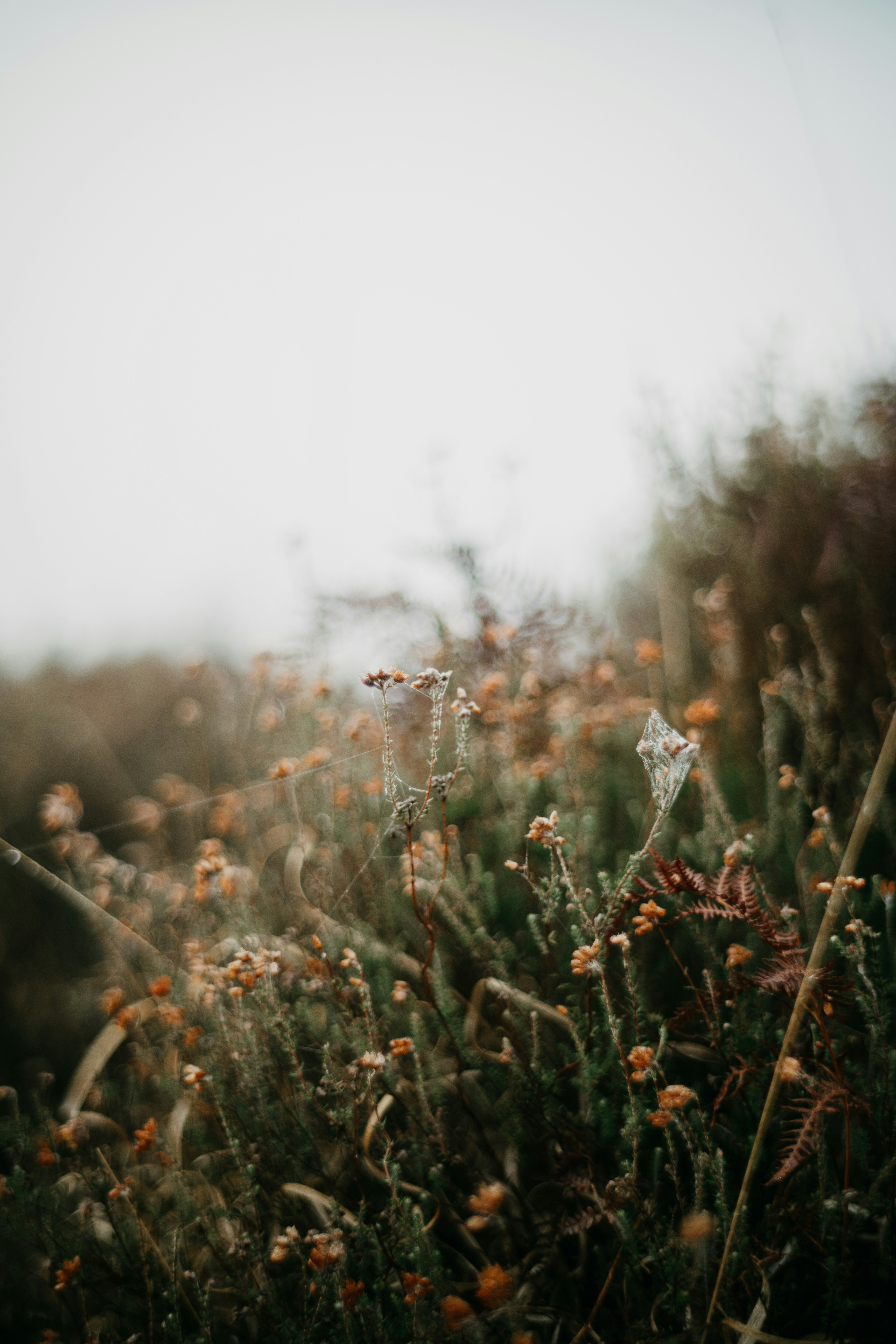 Photo by anniespratt