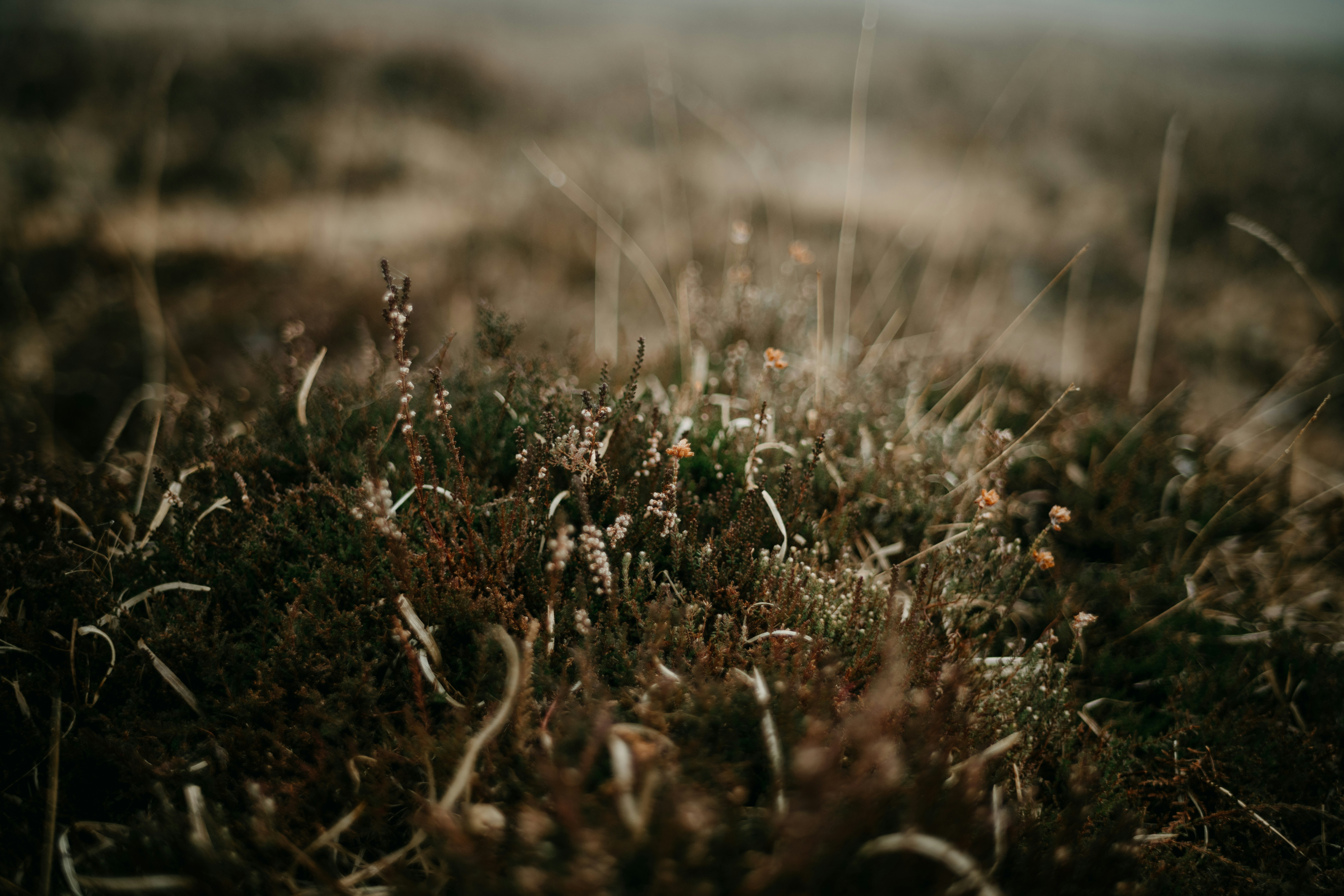 Photo by anniespratt