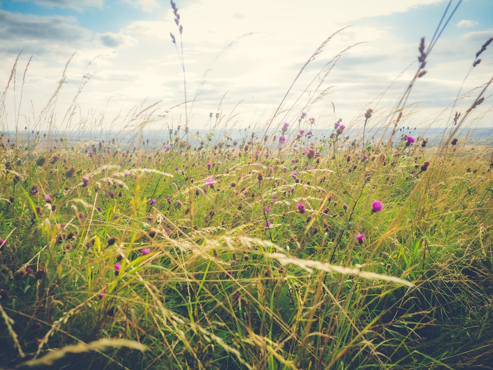 a field of tall grass with purple flowers