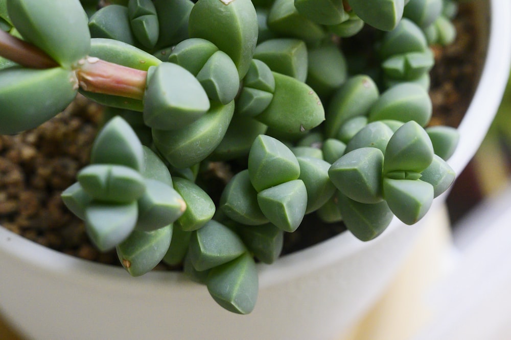 a close up of a small plant in a pot